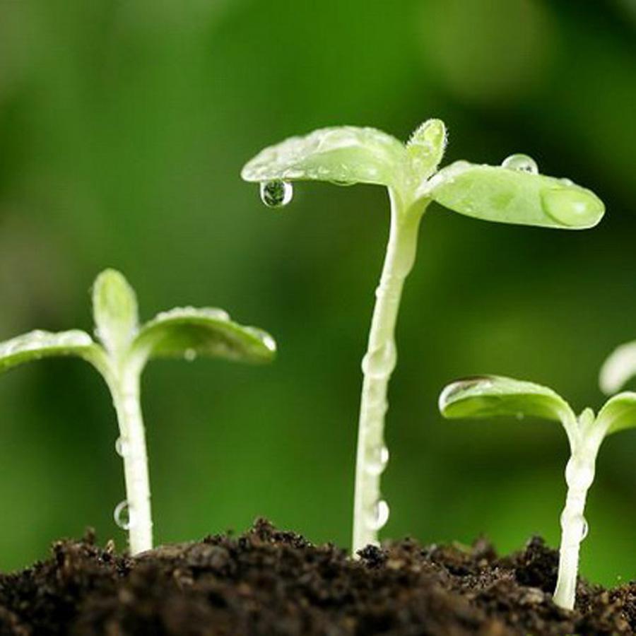 農(nóng)作物種子水分指標(biāo)檢測方法 農(nóng)作物種子水分指標(biāo)檢測方法